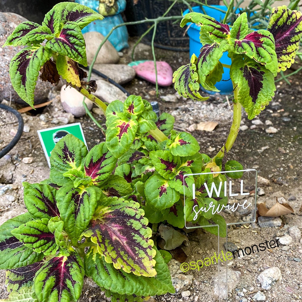 I Will Survive - plant pick set, clear laser cut acrylic, funny, almost dead, literally dying, garden signs, succulents, cactus